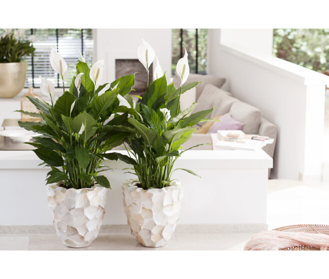 SPATHIPHYLLUM SWEET LAURETTA