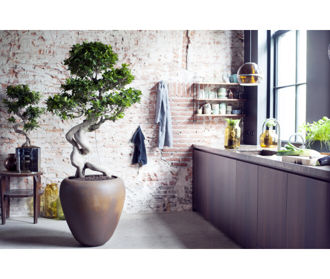 FICUS GINSENG RAMIFIE