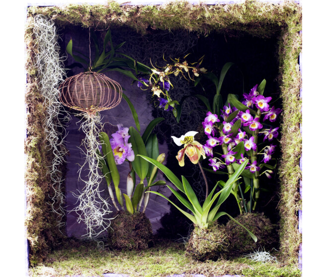 ORCHIDEE 2BR VARIEES