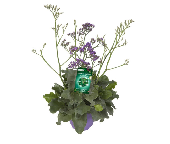 LIMONIUM