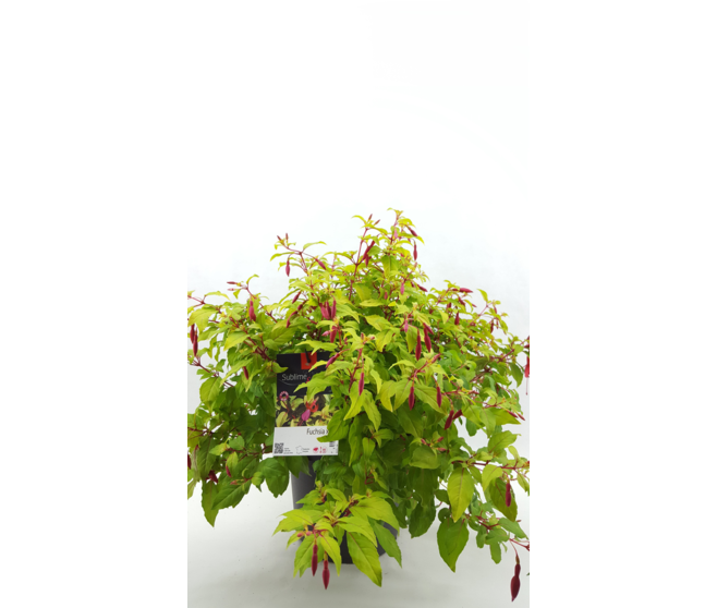 FUCHSIA HARDY