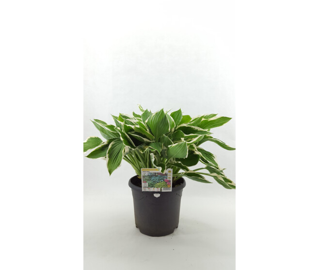 HOSTA UNDULATA