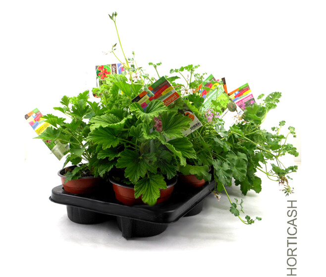 GERANIUM ODORANT