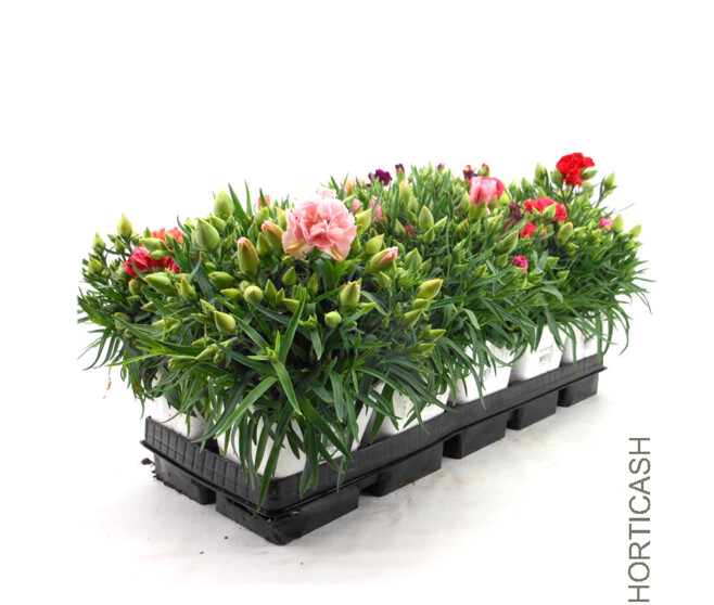 OEILLET DES FLEURISTES