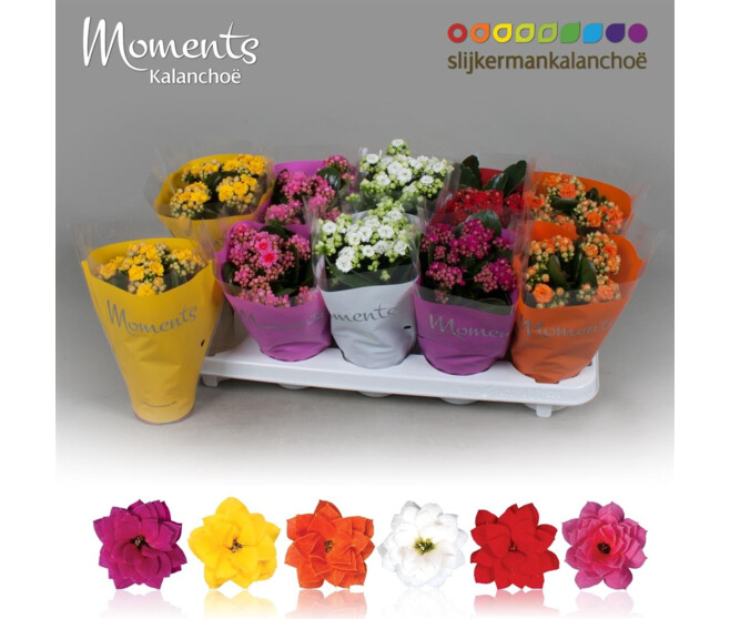 KALANCHOE FL DBLE