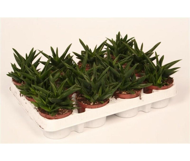 KALANCHOE THYRSIFLORA