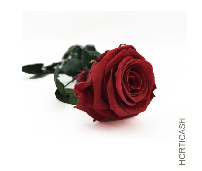 ROSE SUR TIGE STAB ROUGE