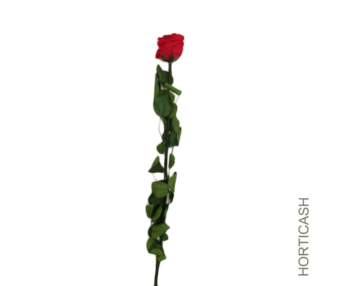 ROSE SUR TIGE STAB ROUGE