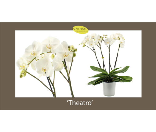 PHALAENOPSIS 2BR BLANC THEATRO