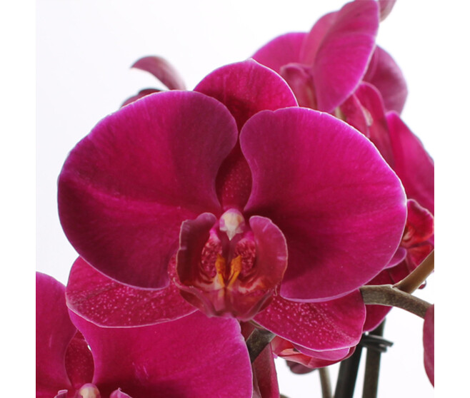 PHALAENOPSIS 1BR VARIES