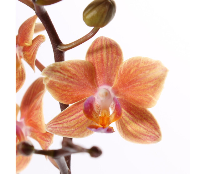 PHALAENOPSIS 1BR VARIES