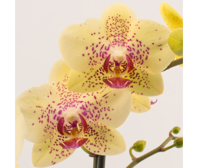 PHALAENOPSIS 1BR VARIES