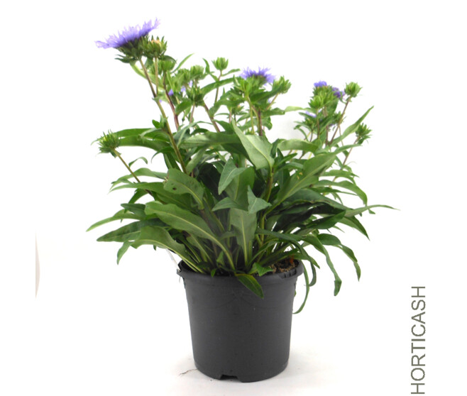 STOKESIA LAEVIS KLAUS JELITTO