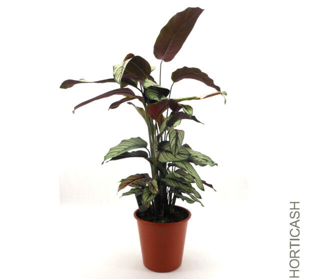 CALATHEA VARIES