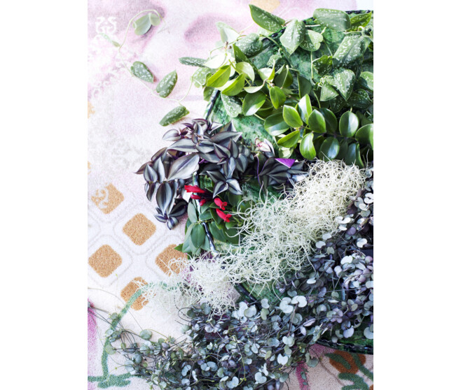 AESCHYNANTHUS RASTA SUSP