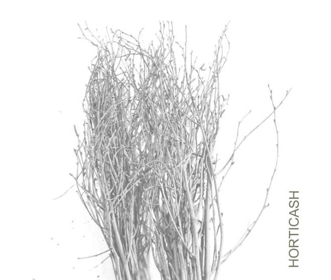BOULEAUX H80CM TEINTES BLANC