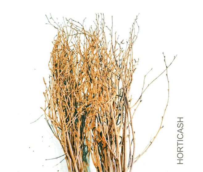 BOULEAUX H80CM TEINTES OR