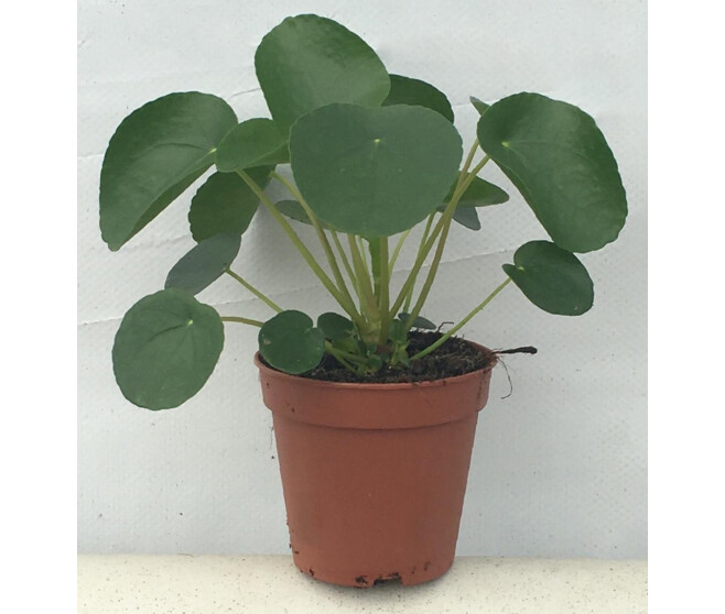 PILEA PEPEROMIOIDES