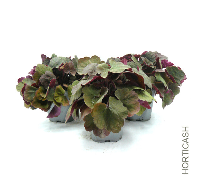 HEUCHERA LITTLE CUTIE BLONDIE