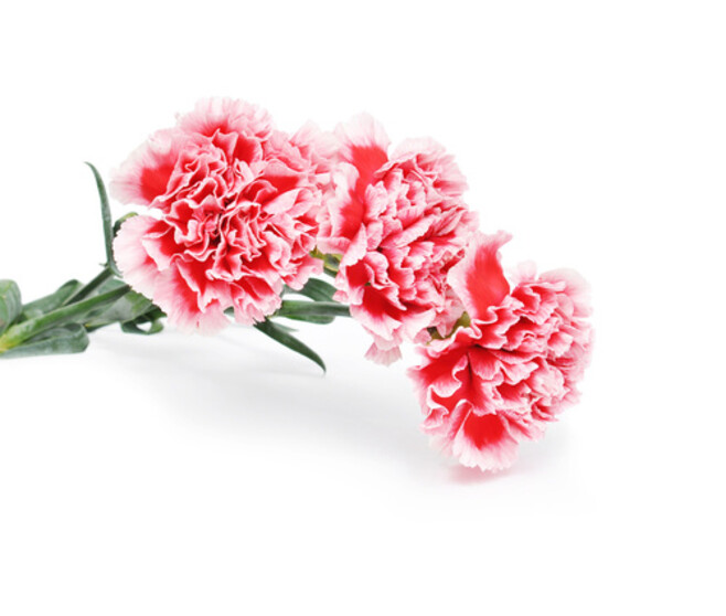 OEILLET DES FLEURISTES BQ6