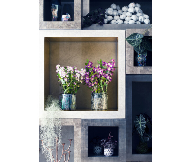 DENDROBIUM 1BR NOBILE VARIE