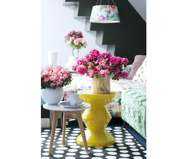 AZALEE INDICA 22CM BLANC TIGE