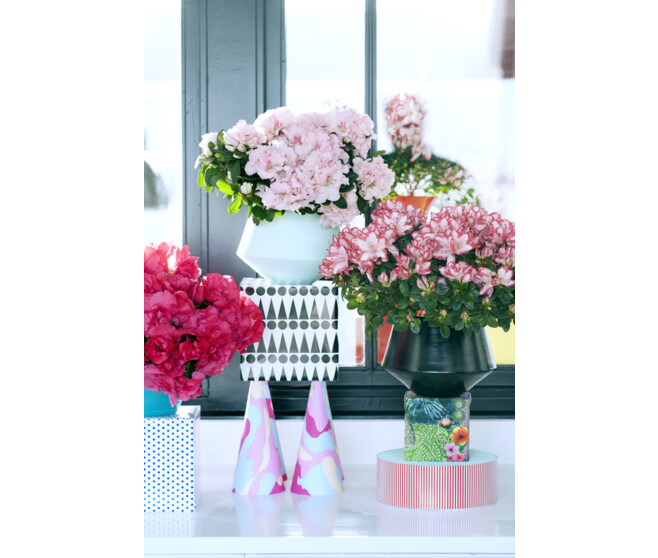 AZALEE JAPONAISE 25CM