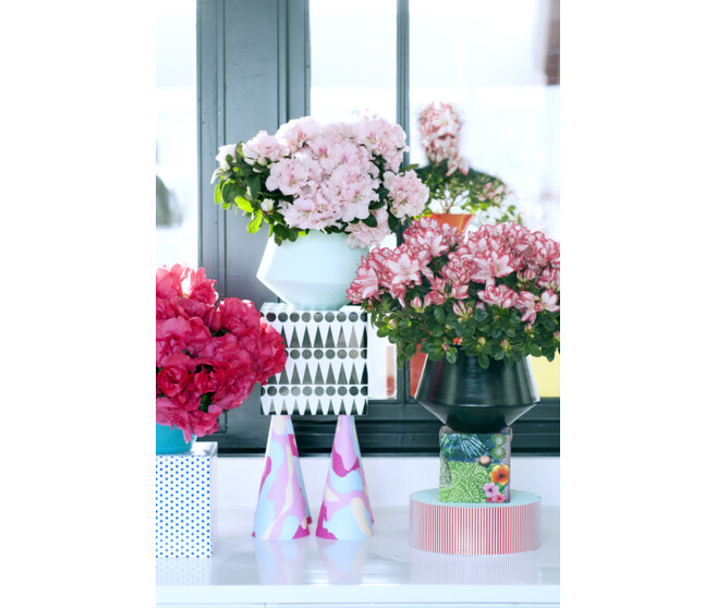 AZALEE INDICA 22CM BLANC TIGE