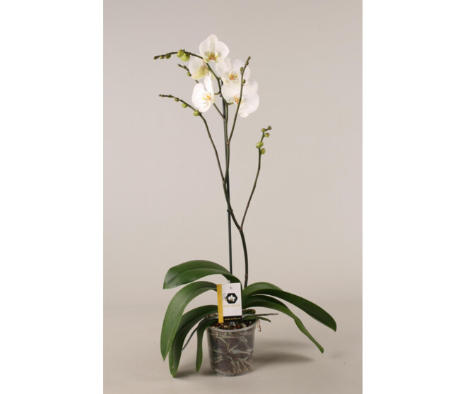 PHALAENOPSIS 1BR BLANC