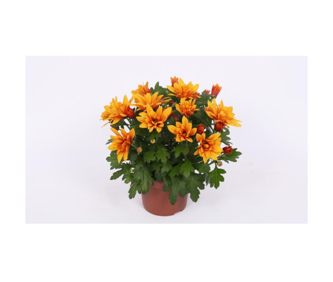 DENDRANTHEMA 3PP ORANGE