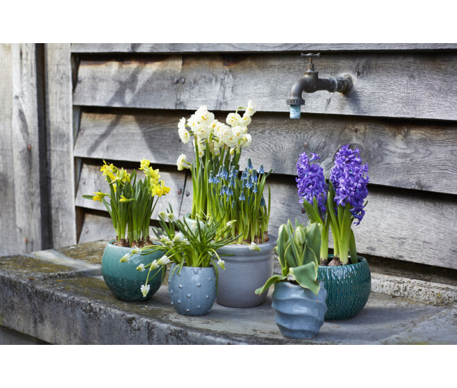 MUSCARI WHITE MAGIC