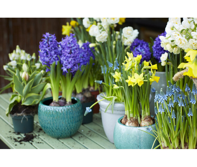 MUSCARI WHITE MAGIC