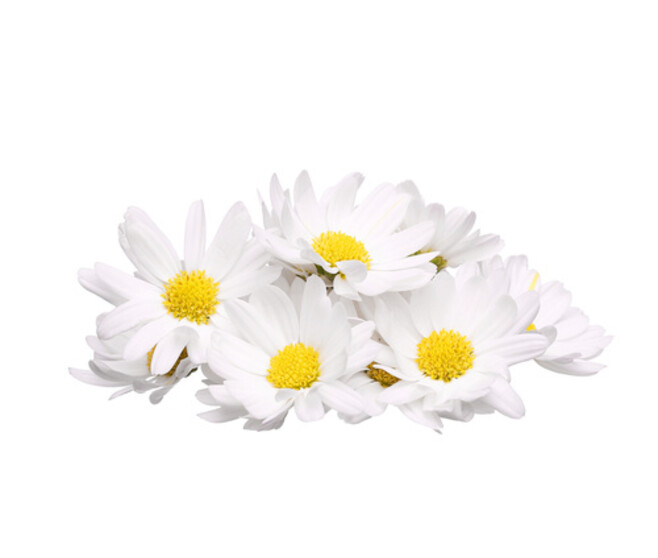 CAMOMILLE DBLE