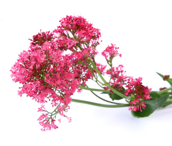 VALERIANE OFFICINALE