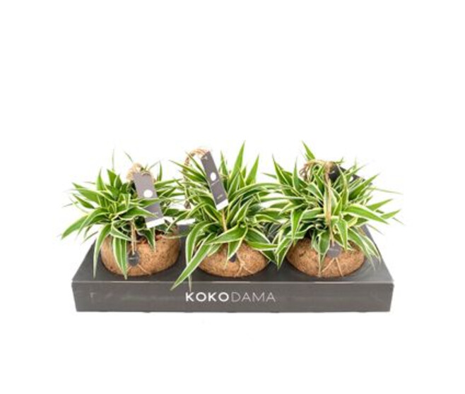 CHLOROPHYTUM OCEAN KOKODAMA