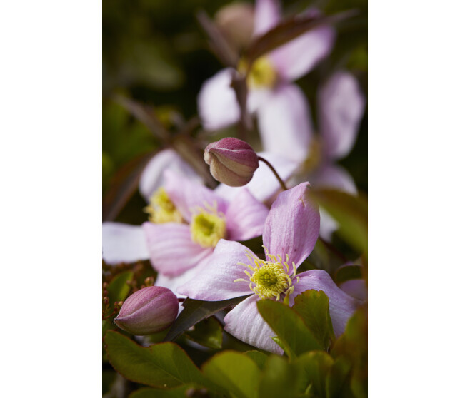 CLEMATITE ARMANDII PYRAM