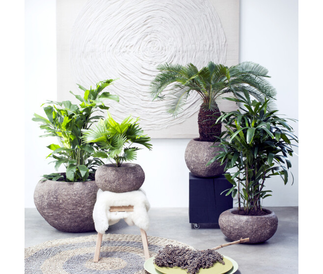 PHOENIX CANARIENSIS