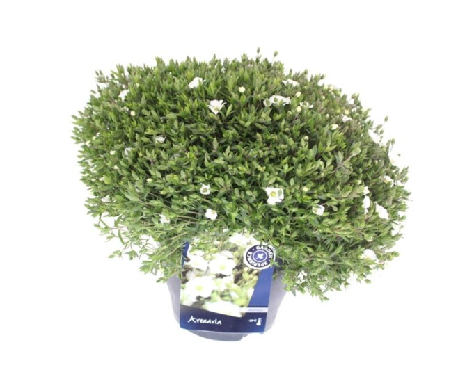 ARENARIA MONTANA
