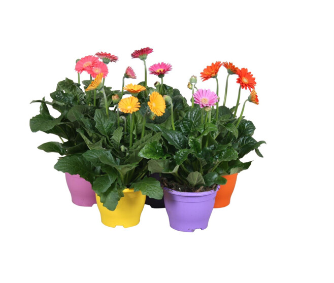 GERBERA GARVINEA