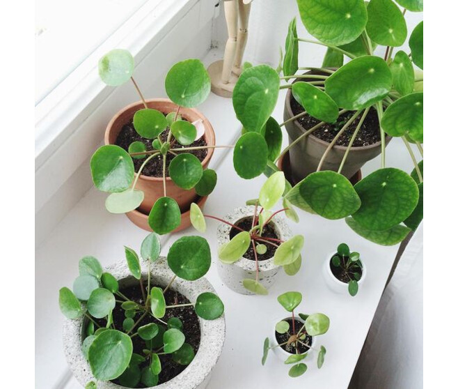 PILEA PEPEROMOIDES KOKODAMA SUSP