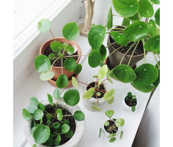 PILEA PEPEROMIOIDES