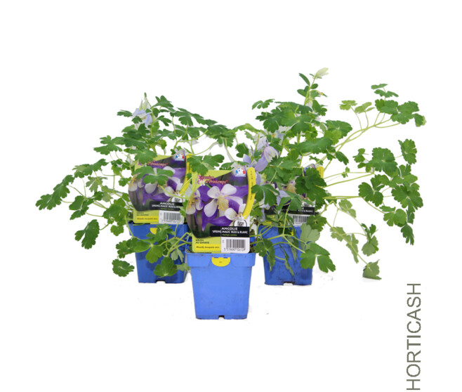 ANCOLIE SPRING MAGIC BLUE
