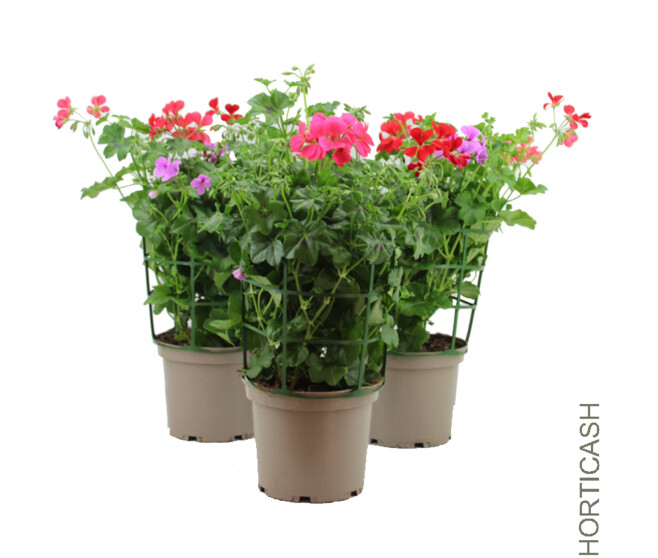 GERANIUM LIERRE SIMPLE 3COULEURS