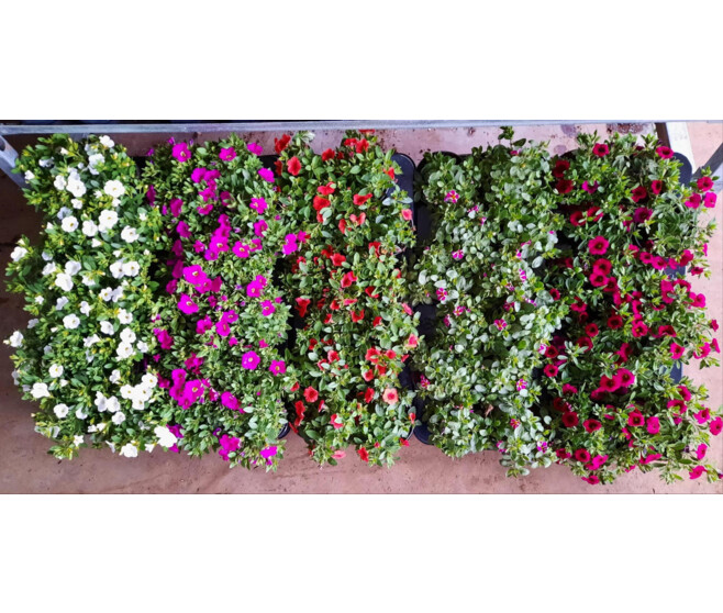 CALIBRACHOA