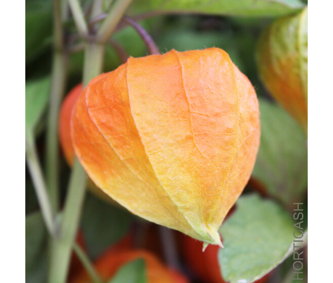 PHYSALIS PERUVIANA