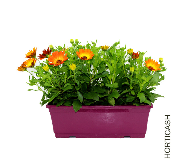 OSTEOSPERMUM JARD COLOREE