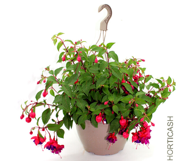 FUCHSIA SUSP P COLORE