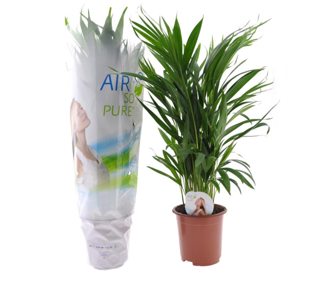 ARECA CHRYSALIDOCARPUS