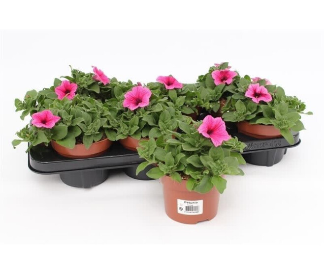 PETUNIA