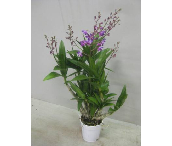 DENDROBIUM 6BR BERRY ODA